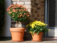Pflanze-Topf Design