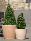 Pflanze-Topf Design